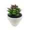 Assorted Micro Potted Succulent, 1pc. by Ashland®